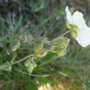 Photographie n°301900 du taxon Helianthemum apenninum (L.) Mill. [1768]