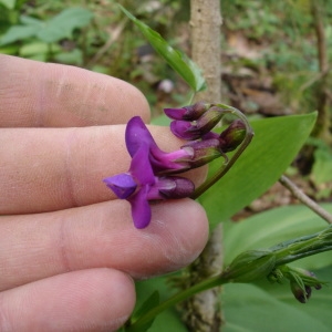 Photographie n°301917 du taxon Lathyrus vernus (L.) Bernh. [1800]