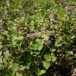 Photographie n°301918 du taxon Lamium maculatum (L.) L. [1763]