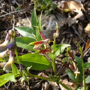 Photographie n°301920 du taxon Lathyrus vernus (L.) Bernh. [1800]