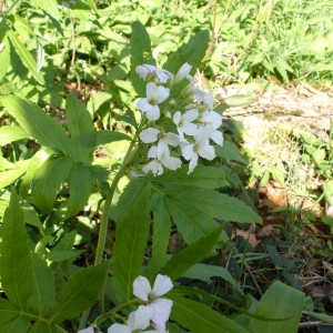 Photographie n°301921 du taxon Cardamine heptaphylla (Vill.) O.E.Schulz [1903]