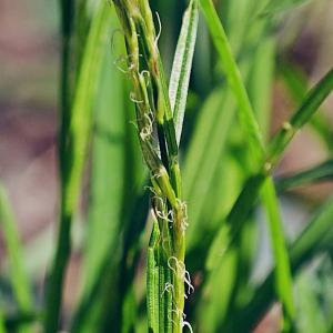 Photographie n°301925 du taxon Carex sylvatica Huds. [1762]