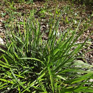 Photographie n°301927 du taxon Carex sylvatica Huds. [1762]