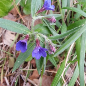 Photographie n°302325 du taxon Lithospermum purpurocaeruleum L. [1753]