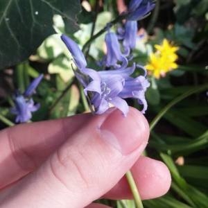 Photographie n°302409 du taxon Hyacinthoides non-scripta (L.) Chouard ex Rothm. [1944]