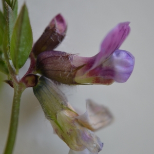 Photographie n°302429 du taxon Vicia sepium L. [1753]