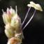  Liliane Roubaudi - Plantago albicans L. [1753]