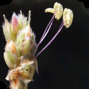 Plantago albicans L. (Plantain blanchissant)