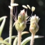  Liliane Roubaudi - Plantago albicans L. [1753]