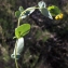  Liliane Roubaudi - Coronilla scorpioides (L.) W.D.J.Koch