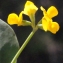  Liliane Roubaudi - Coronilla scorpioides (L.) W.D.J.Koch