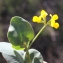  Liliane Roubaudi - Coronilla scorpioides (L.) W.D.J.Koch