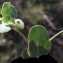  Liliane Roubaudi - Coronilla scorpioides (L.) W.D.J.Koch