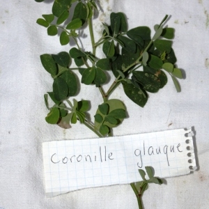 Photographie n°302772 du taxon Coronilla valentina subsp. glauca (L.) Batt. [1889]