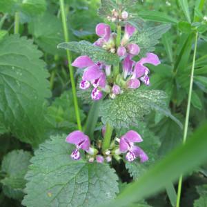 Photographie n°302775 du taxon Lamium maculatum (L.) L. [1763]