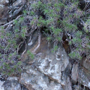 Photographie n°302915 du taxon Plantago holosteum Scop. [1771]