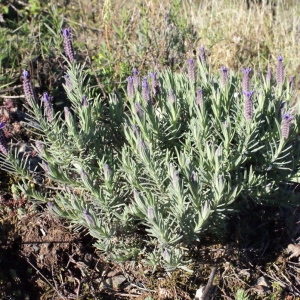 Photographie n°302919 du taxon Lavandula stoechas L.