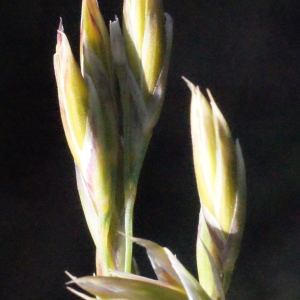 Photographie n°302927 du taxon Festuca paniculata subsp. spadicea (L.) Litard. [1945]