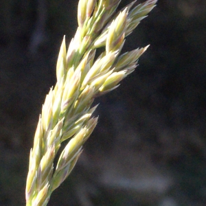 Photographie n°302928 du taxon Festuca paniculata subsp. spadicea (L.) Litard. [1945]