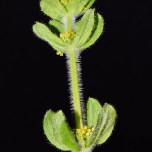 Photographie n°303014 du taxon Cruciata laevipes Opiz [1852]