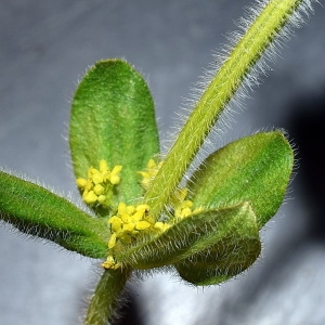 Photographie n°303015 du taxon Cruciata laevipes Opiz [1852]