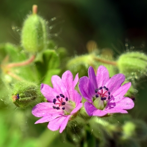  - Geranium molle L. [1753]