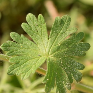 Photographie n°303017 du taxon Geranium molle L. [1753]