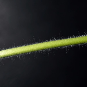 Photographie n°303018 du taxon Geranium molle L. [1753]