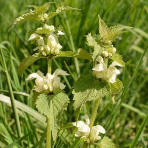 Photographie n°303019 du taxon Lamium album L. [1753]