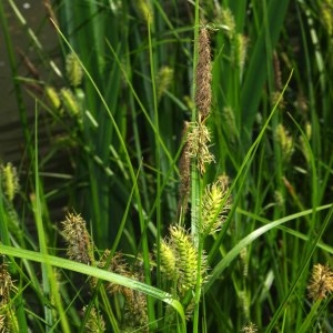 Photographie n°303029 du taxon Carex riparia Curtis [1783]