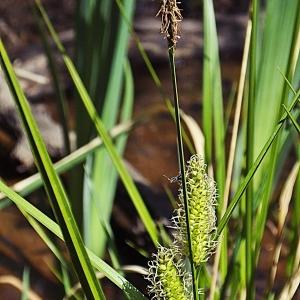 Photographie n°303044 du taxon Carex vesicaria L. [1753]