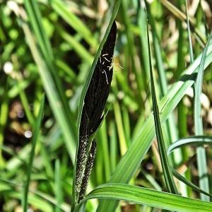 Photographie n°303048 du taxon Carex riparia Curtis [1783]