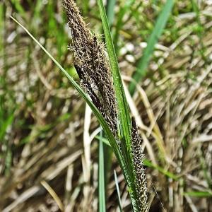 Photographie n°303049 du taxon Carex riparia Curtis [1783]