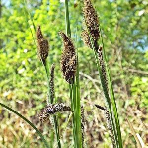 Photographie n°303050 du taxon Carex riparia Curtis [1783]