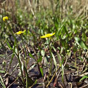 Photographie n°303186 du taxon Ranunculus flammula L. [1753]