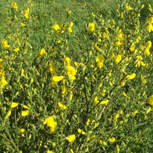 Photographie n°303345 du taxon Cytisus scoparius (L.) Link [1822]