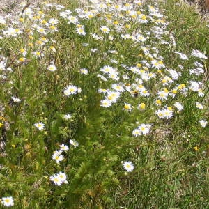 Photographie n°303347 du taxon Tripleurospermum inodorum (L.) Sch.Bip. [1844]