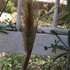 Photographie n°303350 du taxon Hordeum murinum L. [1753]