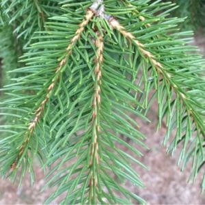 Photographie n°303463 du taxon Picea abies (L.) H.Karst. [1881]