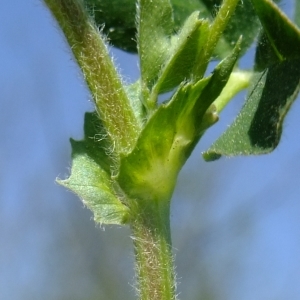 Photographie n°303487 du taxon Medicago lupulina L. [1753]