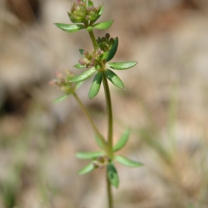 Photographie n°303507 du taxon Galium parisiense L. [1753]