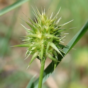  - Echinaria capitata (L.) Desf.