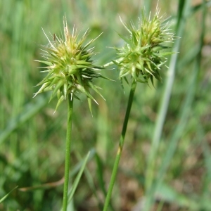  - Echinaria capitata (L.) Desf.