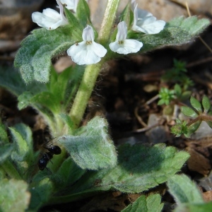 Photographie n°303518 du taxon Sideritis romana L. [1753]