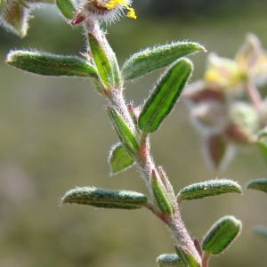  - Helianthemum hirtum (L.) Mill. [1768]