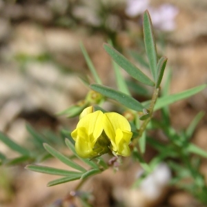 Photographie n°303534 du taxon Hippocrepis ciliata Willd.