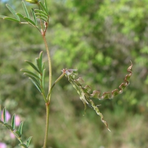 Photographie n°303536 du taxon Hippocrepis ciliata Willd.