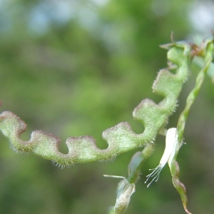 Photographie n°303537 du taxon Hippocrepis ciliata Willd.