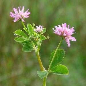 Photographie n°303545 du taxon Trifolium resupinatum L. [1753]