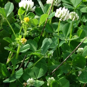 Photographie n°303557 du taxon Trifolium nigrescens Viv.